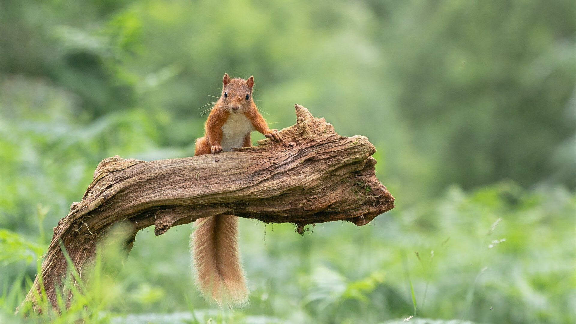 乐鱼（中国）体育官方网站-法甲青训心理训练促进压力下技术动作学习的实证研究，法甲青训最好的球队