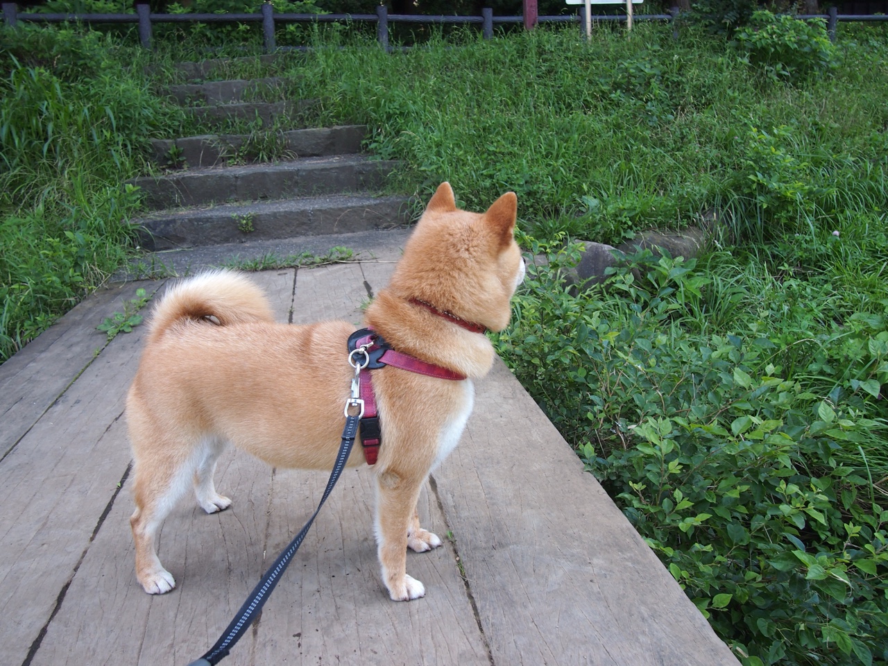 乐鱼体育(中国)官方网站-博卡青年三线断裂，难以连贯推进，博卡青年10号都有谁