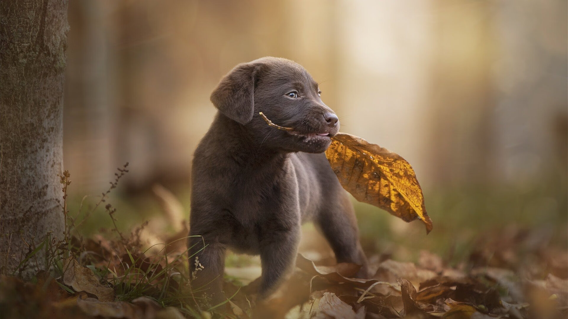 乐鱼体育(中国)官方网站-德国蝶泳小将游进半决赛，世界蝶泳冠军视频