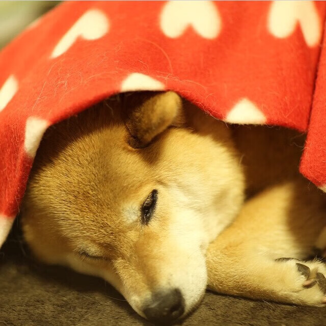 leyu乐鱼体育综合-“费尔南多·比亚尔巴的领导力与进攻技巧，助力美洲狮队突破极限”