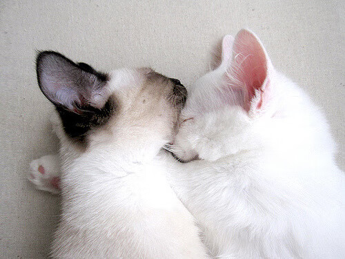 LeyuSports-决赛激战！乌兰多挑战极限，乌兰托亚个人资料