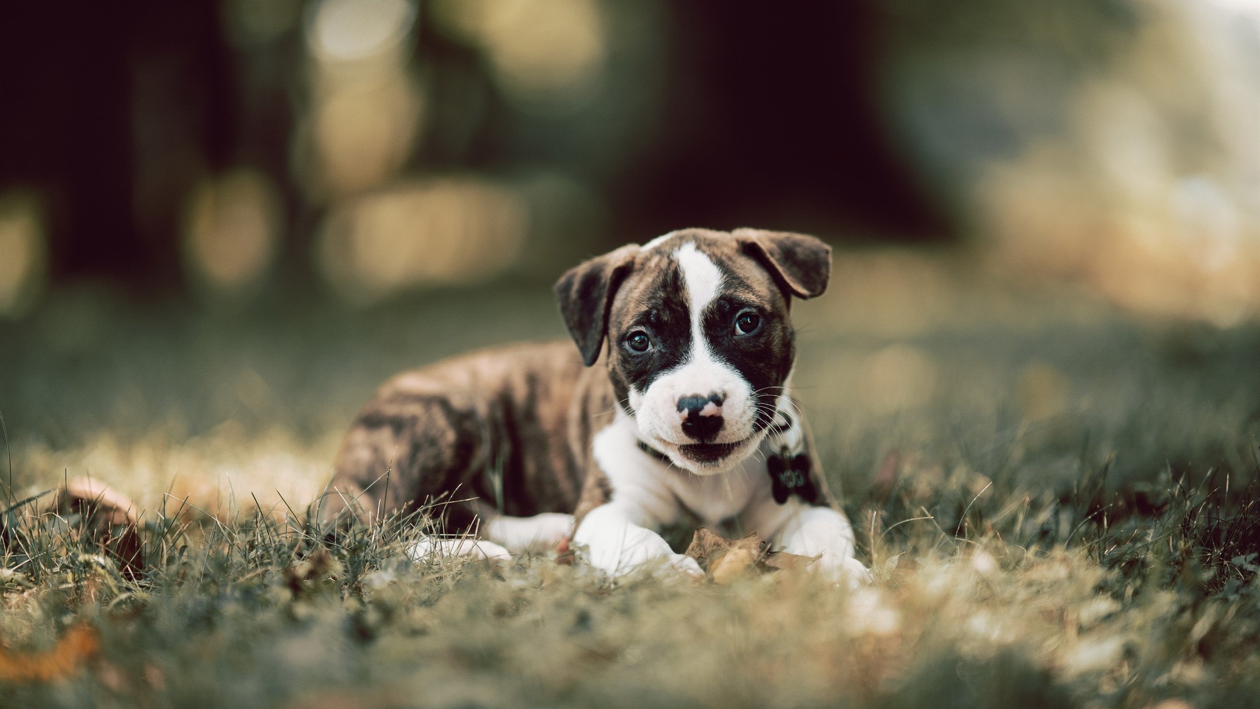 乐鱼电竞在线平台-多功能足球场设计新理念，融合城市景观和休闲体验，多功能球场造价