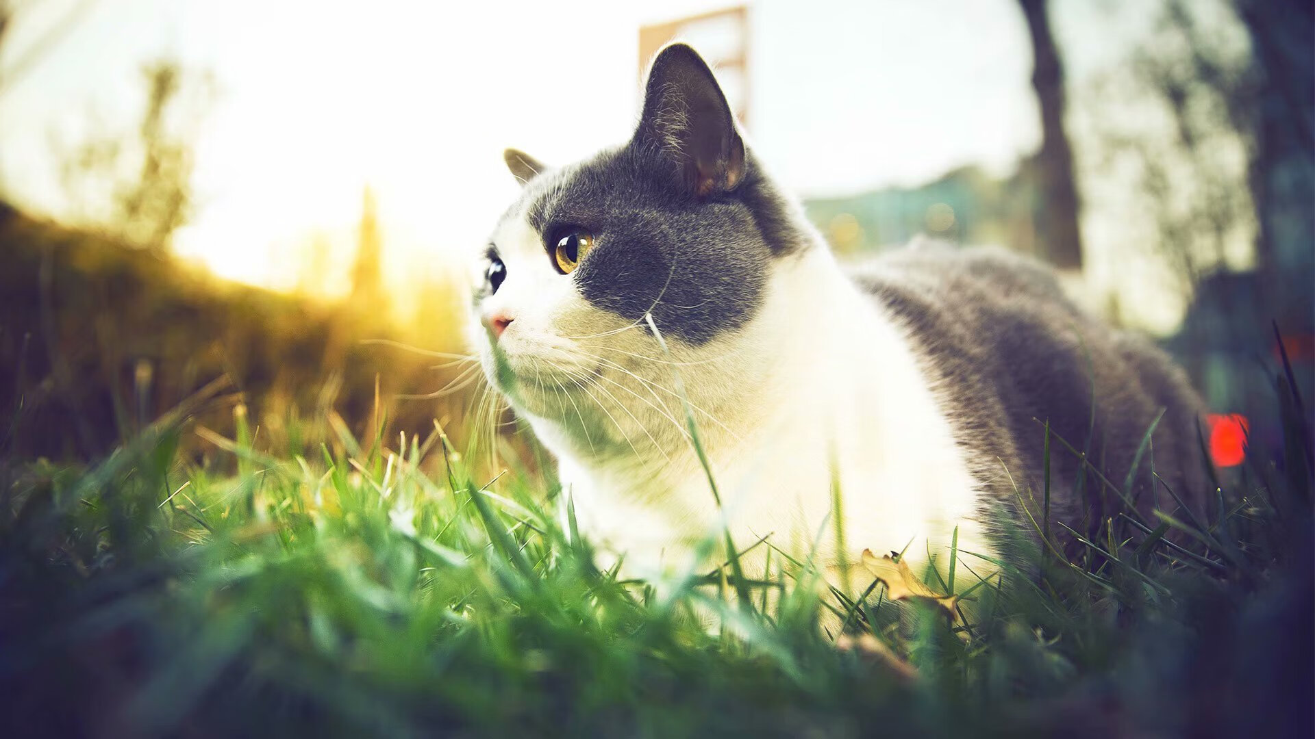 Leyu Sport下载-德甲攻防战：精彩瞬间层出不穷，德甲榜首大战