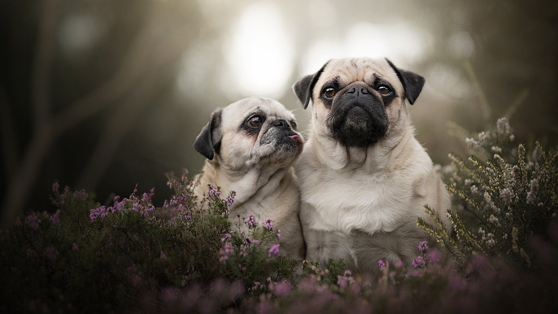 乐鱼体育登录-普费夫以实力诠释跳水魅力,俄罗斯普费普费舞会