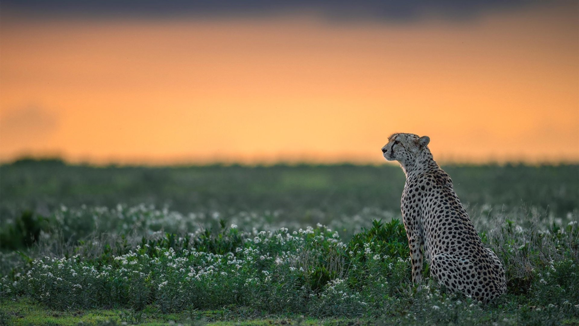 LEYU乐鱼体育官方网站-校园足球课后社团建设带动多维度足球文化氛围,足球社团授课内容
