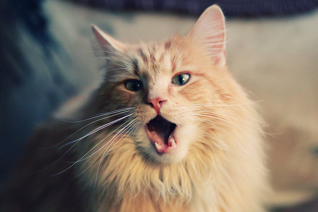 LEYU乐鱼体育官方网站-校园足球课后社团建设带动多维度足球文化氛围,足球社团授课内容