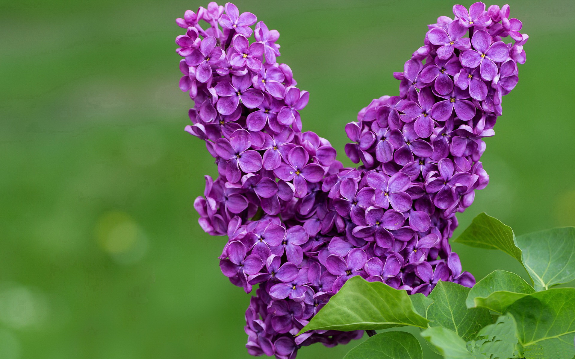 leyu乐鱼-格鲁吉亚男篮在欧洲预赛中持续拼搏,期待奥运出线,格鲁吉亚篮球队