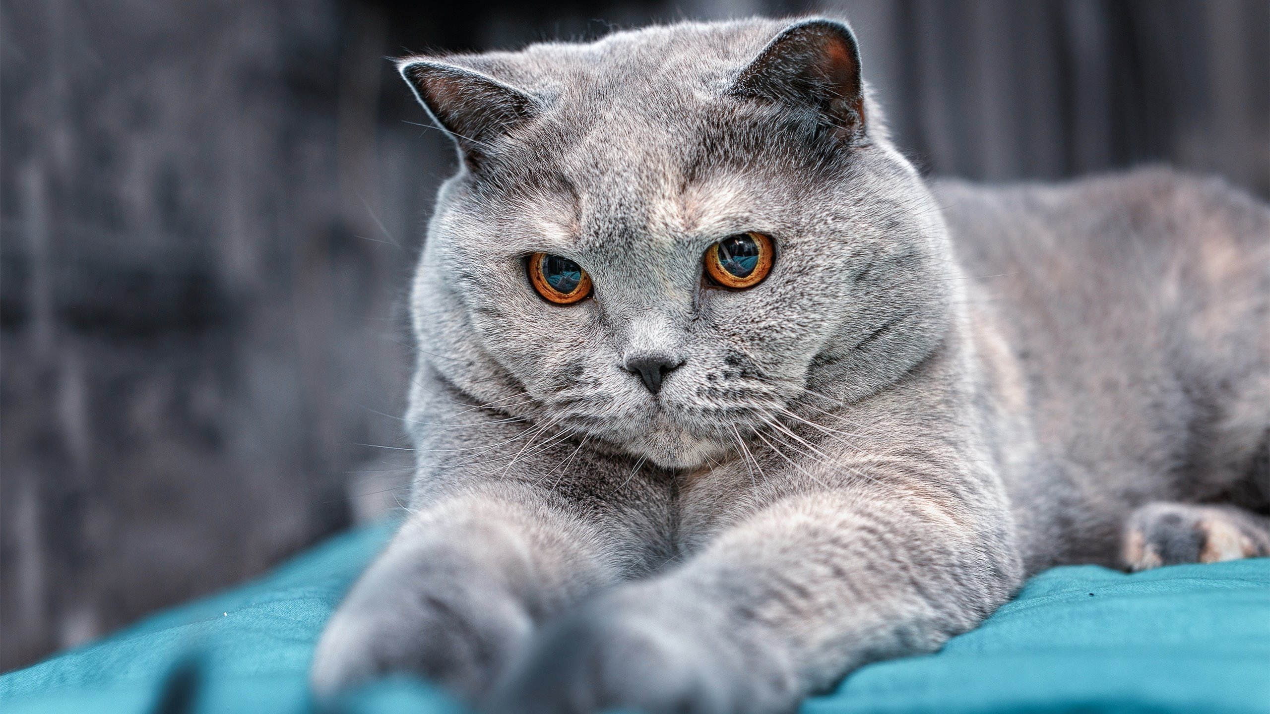 leyu乐鱼-格鲁吉亚男篮在欧洲预赛中持续拼搏,期待奥运出线,格鲁吉亚篮球队