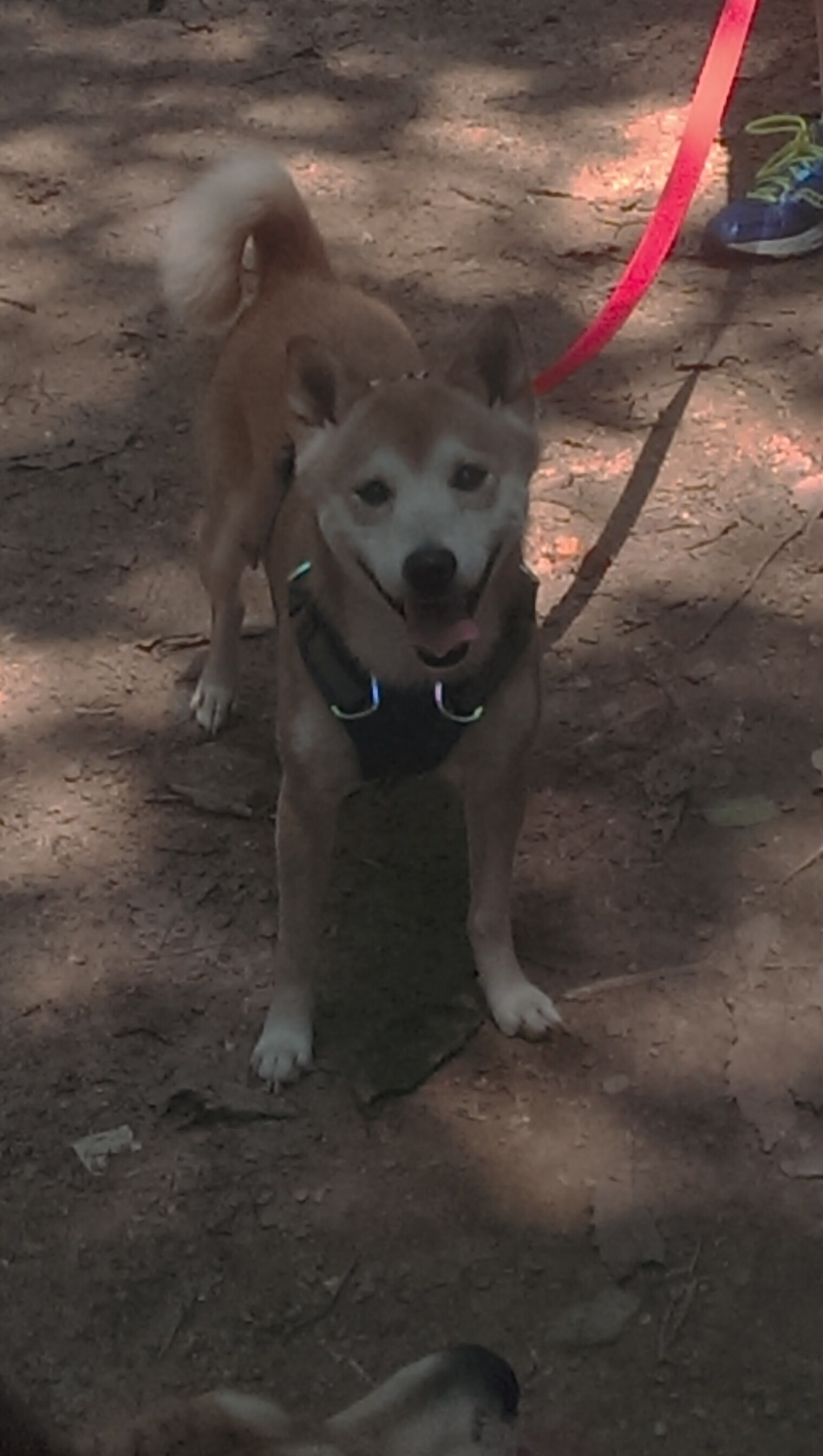 LeyuSports-欧洲杯战术变化:布局多端,令人期待!,欧洲杯战略