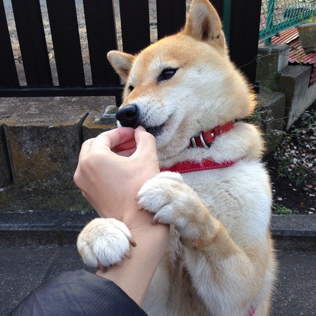 乐鱼官方登录入口-自由泳冲刺波兰保持领先节奏，自由泳冲刺技巧