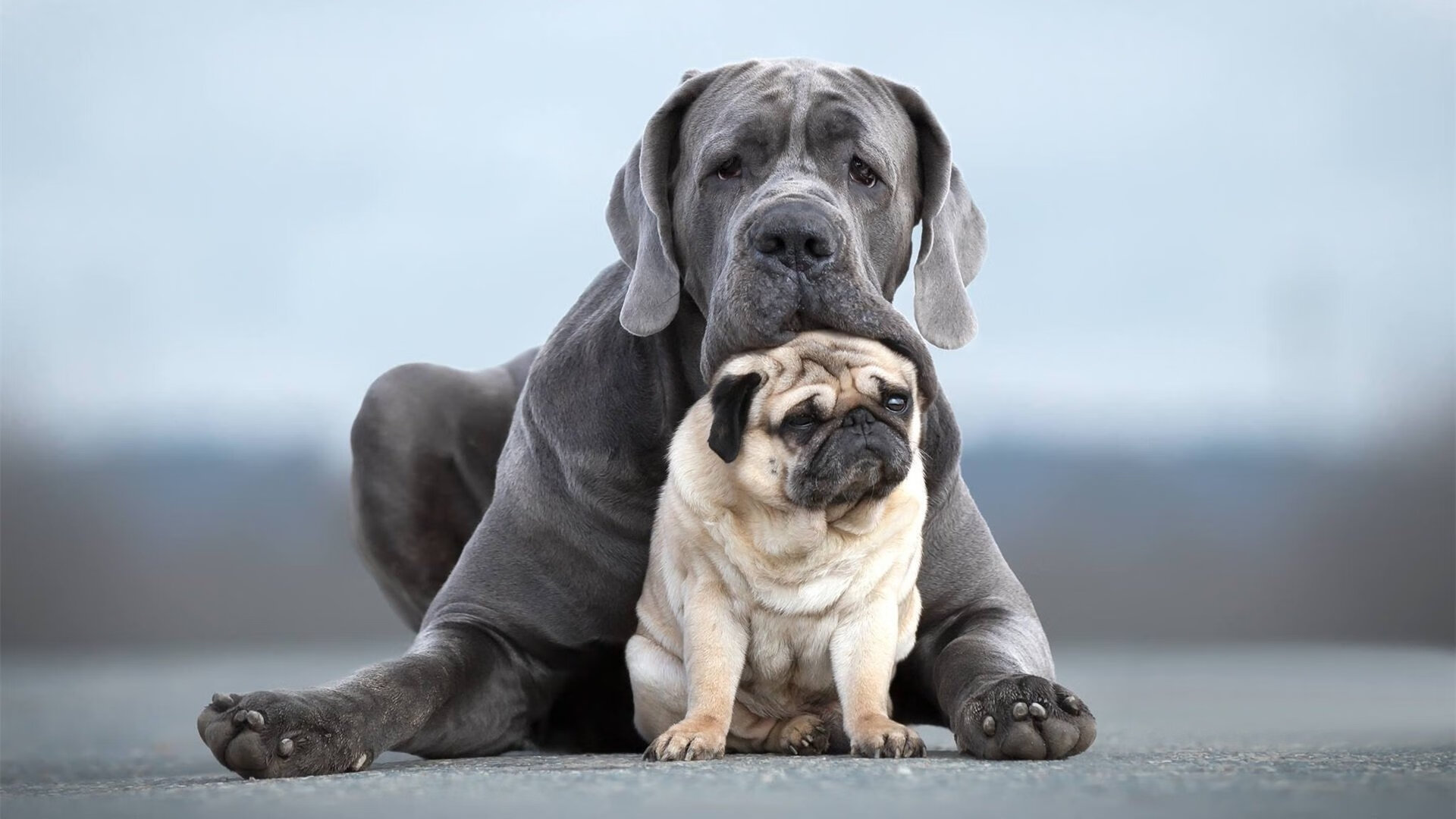 乐鱼官网-英超争冠形势四强对决，英超前四分析