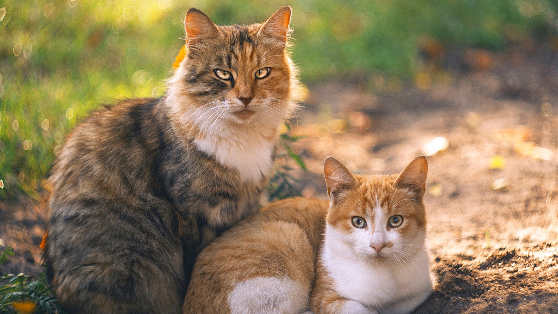 下载乐鱼体育APP-赛尔·阿尔斯塔：从攻守转换中展现南非队的独特魅力，阿尔纳塞尔